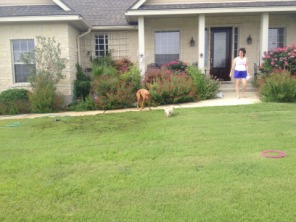 2014-06-21-01-Bevo_4-DeeOhhGee.JPG