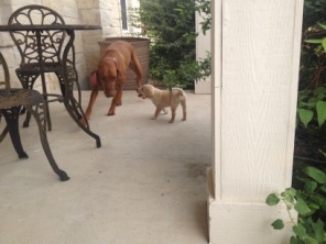 2014-06-21-04-Bevo-DeeOhhGee.JPG