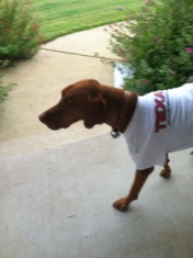 2014-07-15-Bevo-1.JPG