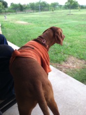 2014-07-19-Bevo-1.JPG