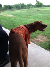 2014-07-19-Bevo-2.JPG