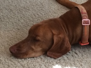 2014-10-16-Bevo.JPG