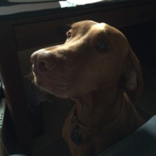 2014-12-18-Bevo-2.JPG