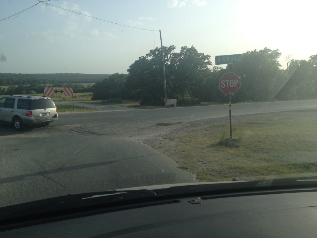 2014/07(July)/Troop214-BLORA/2014-07-11-Troop214-BLORA-camping-1-cow.JPG