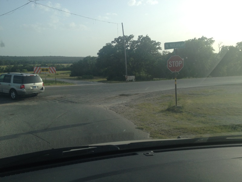 2014/07(July)/Troop214-BLORA/2014-07-11-Troop214-BLORA-camping-1-cow.JPG