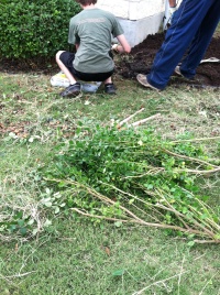 2014/07(July)/Yard-Work/2014-07-19-Yard-Work-01.JPG