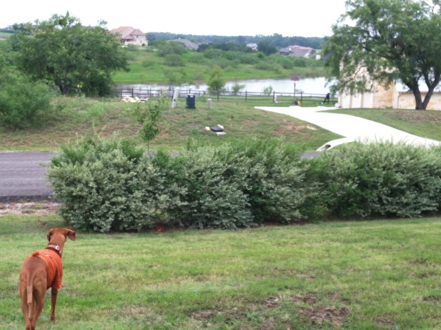 2014/07(July)/Yard-Work/640x480_2014-07-19-Yard-Work-08.JPG