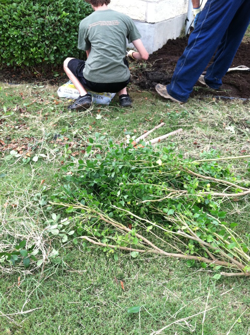 2014/07(July)/Yard-Work/2014-07-19-Yard-Work-01.JPG