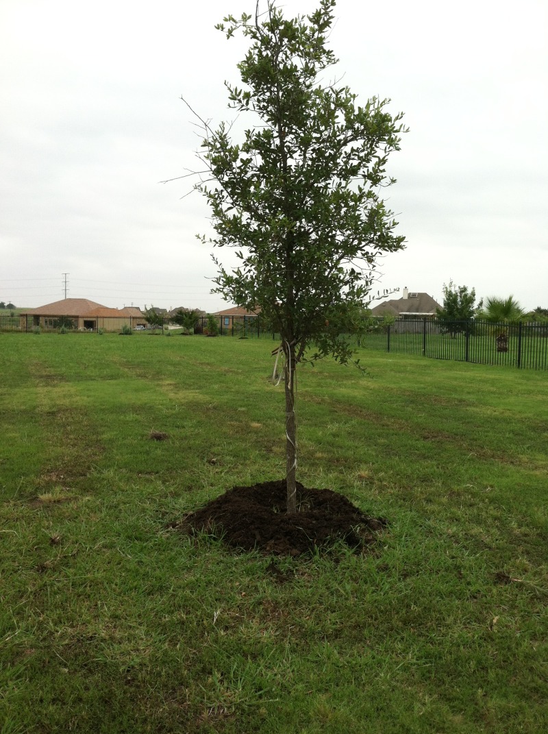 2014-07-19-Yard-Work-05.JPG