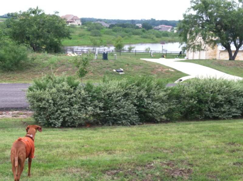 2014-07-19-Yard-Work-08.JPG