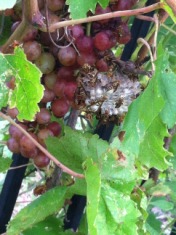 2014-07-19-Yard-Work-04-bees-grapes.JPG