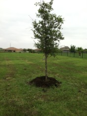 2014-07-19-Yard-Work-05.JPG
