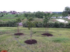2014-07-19-Yard-Work-07.JPG