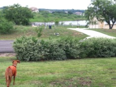 2014-07-19-Yard-Work-08.JPG