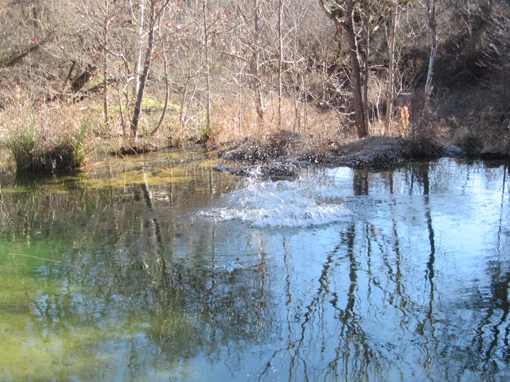 2015-02-07-Colorado-Bend-Philmont-Prep-pond-jumping-019-Chance.JPG