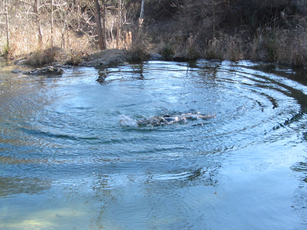 2015/02(February)/Troop214-Colorado-Bend-Philmont-prep/Pond-jump-sequences/1024x768_2015-02-07-Colorado-Bend-Philmont-Prep-pond-jumping-259-Sebastian.JPG