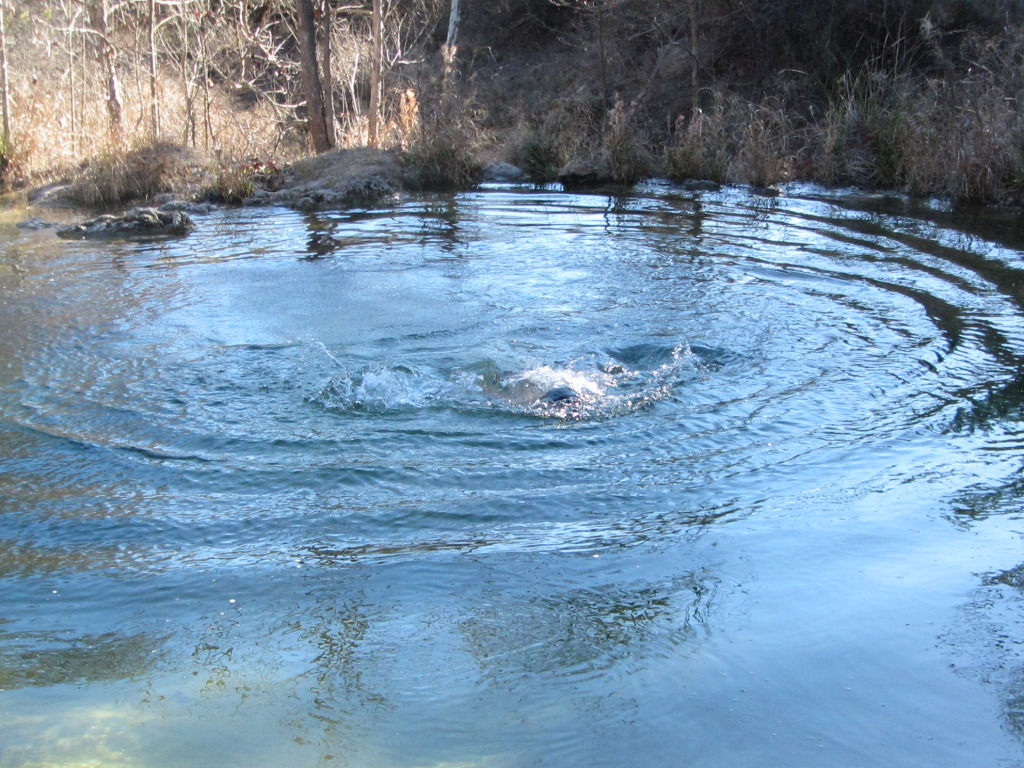 2015/02(February)/Troop214-Colorado-Bend-Philmont-prep/Pond-jump-sequences/1024x768_2015-02-07-Colorado-Bend-Philmont-Prep-pond-jumping-262-Sebastian.JPG