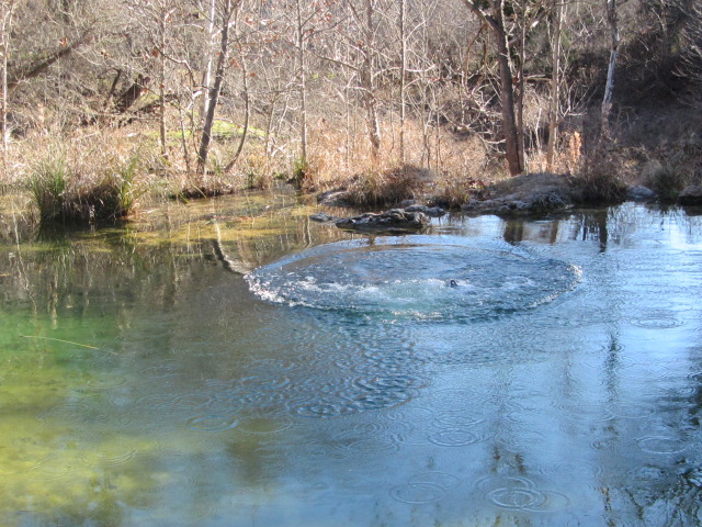 2015-02-07-Colorado-Bend-Philmont-Prep-pond-jumping-029-Chance.JPG