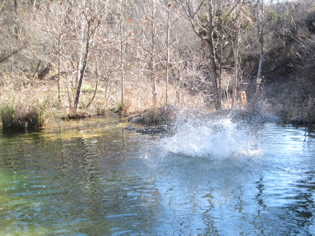 2015/02(February)/Troop214-Colorado-Bend-Philmont-prep/Pond-jump-sequences/640x480_2015-02-07-Colorado-Bend-Philmont-Prep-pond-jumping-210-Sebastian.JPG