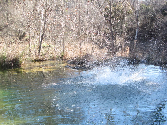 2015/02(February)/Troop214-Colorado-Bend-Philmont-prep/Pond-jump-sequences/640x480_2015-02-07-Colorado-Bend-Philmont-Prep-pond-jumping-212-Sebastian.JPG