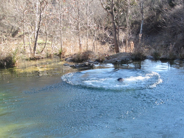 2015/02(February)/Troop214-Colorado-Bend-Philmont-prep/Pond-jump-sequences/640x480_2015-02-07-Colorado-Bend-Philmont-Prep-pond-jumping-221-Sebastian.JPG