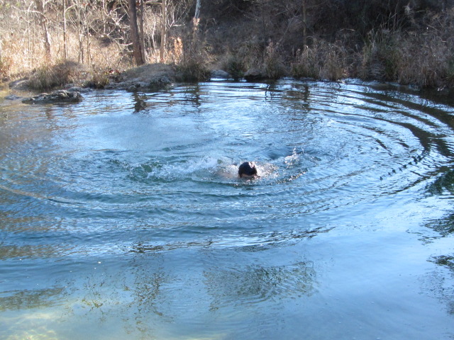2015/02(February)/Troop214-Colorado-Bend-Philmont-prep/Pond-jump-sequences/640x480_2015-02-07-Colorado-Bend-Philmont-Prep-pond-jumping-263-Sebastian.JPG