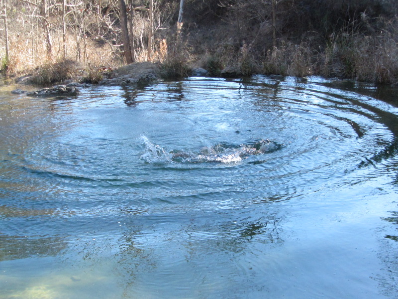 2015/02(February)/Troop214-Colorado-Bend-Philmont-prep/Pond-jump-sequences/800x600_2015-02-07-Colorado-Bend-Philmont-Prep-pond-jumping-260-Sebastian.JPG