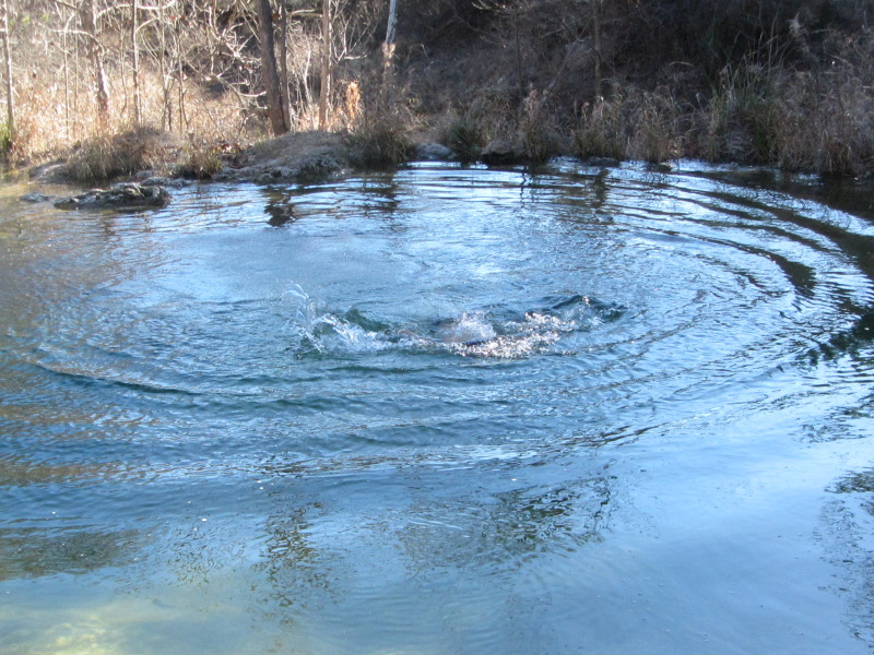 2015/02(February)/Troop214-Colorado-Bend-Philmont-prep/Pond-jump-sequences/800x600_2015-02-07-Colorado-Bend-Philmont-Prep-pond-jumping-261-Sebastian.JPG