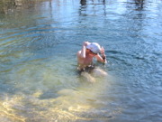 2015-02-07-Colorado-Bend-Philmont-Prep-pond-jumping-163-Chance.JPG