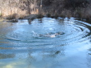 2015-02-07-Colorado-Bend-Philmont-Prep-pond-jumping-260-Sebastian.JPG