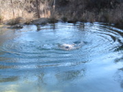 2015-02-07-Colorado-Bend-Philmont-Prep-pond-jumping-262-Sebastian.JPG
