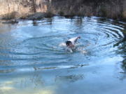 2015-02-07-Colorado-Bend-Philmont-Prep-pond-jumping-272-Sebastian.JPG