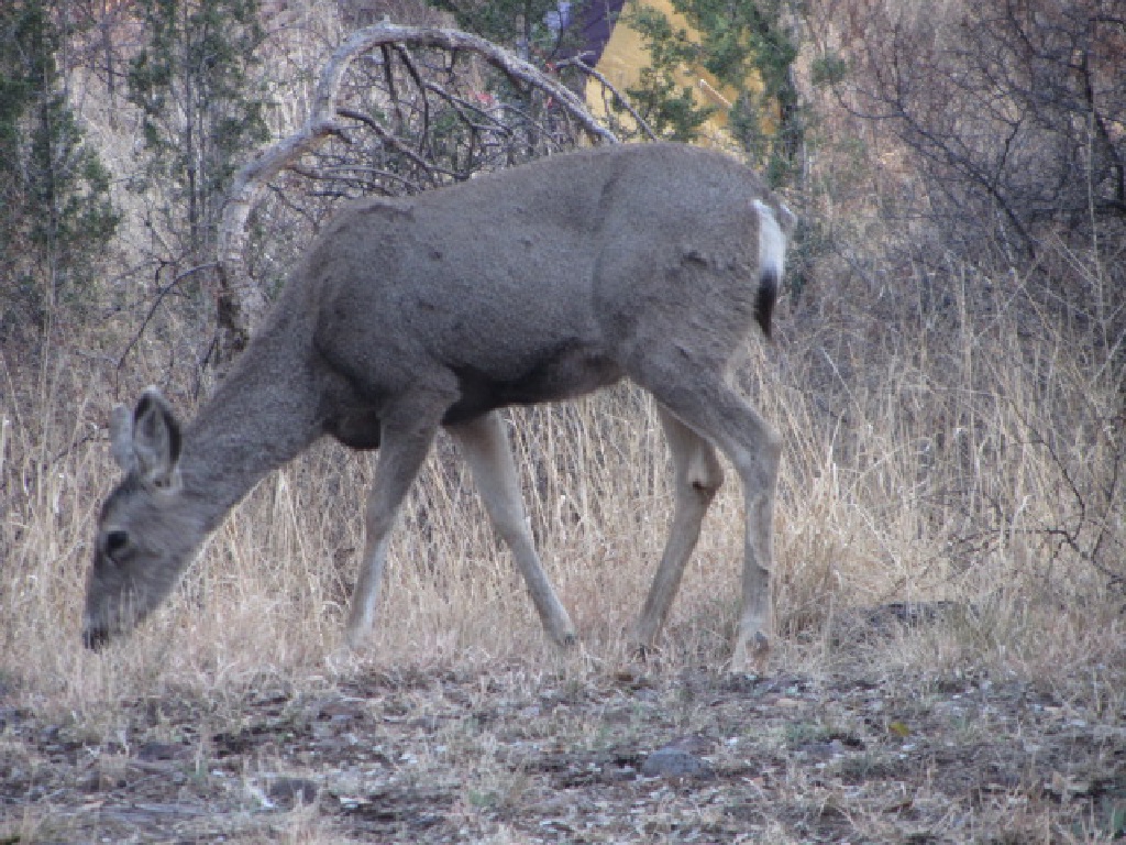 2015/02(February)/Troop214-Davis-Mountains/1024x768_2015-02-15-Troop214-Davis-Mountains-052-deer.JPG