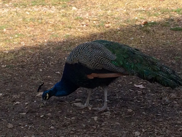 2015/02(February)/Troop214-Davis-Mountains/640x480_2015-02-14-Troop214-Davis-Mountains-009-Peacock.JPG