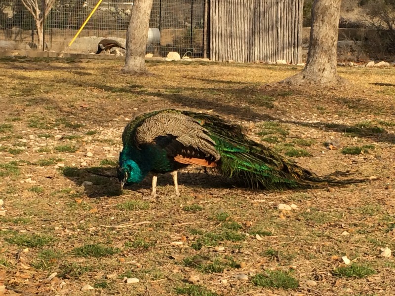 2015/02(February)/Troop214-Davis-Mountains/800x600_2015-02-14-Troop214-Davis-Mountains-010-Peacock.JPG
