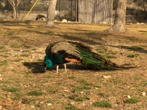 2015-02-14-Troop214-Davis-Mountains-010-Peacock.JPG