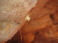 2015-02-14-Troop214-Davis-Mountains-077-Cave.JPG