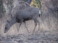 2015-02-15-Troop214-Davis-Mountains-052-deer.JPG
