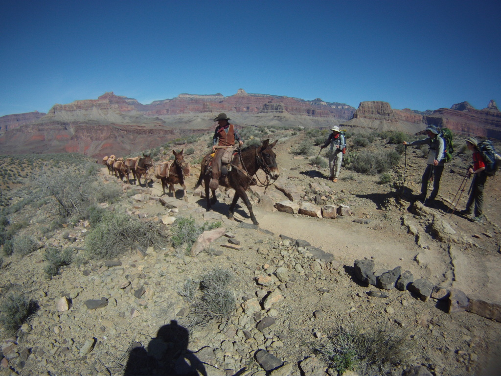 2015-03-16-Grand-Canyon-33-mules-Carl-Connor-Dax.jpg