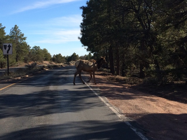 2015-03-15-Grand-Canyon-4star-004-moose.jpg