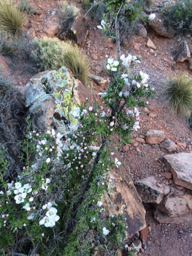 2015-03-20-Grand-Canyon-4star-04-Landscape.jpg