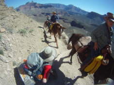 2015-03-16-Grand-Canyon-4star-19-Dax-mules.jpg