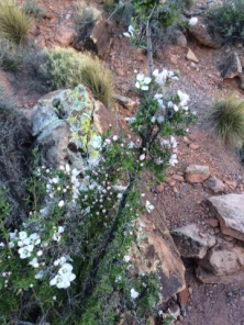 2015-03-20-Grand-Canyon-4star-04-Landscape.jpg