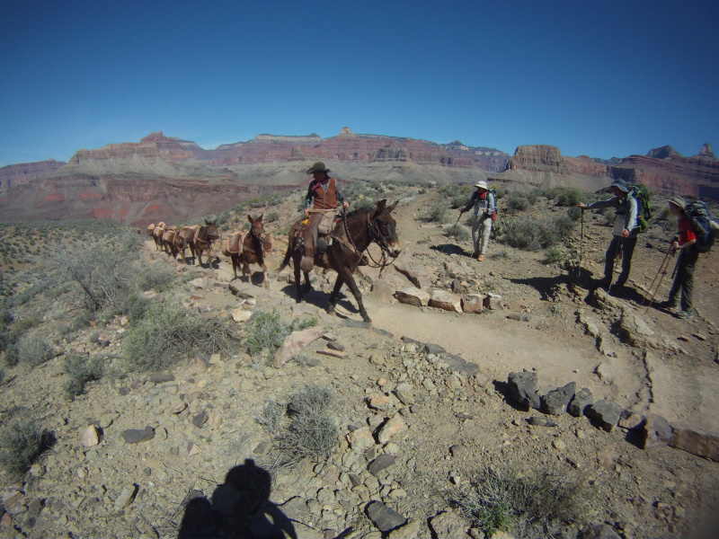 2015-03-16-Grand-Canyon-33-mules-Carl-Connor-Dax.jpg