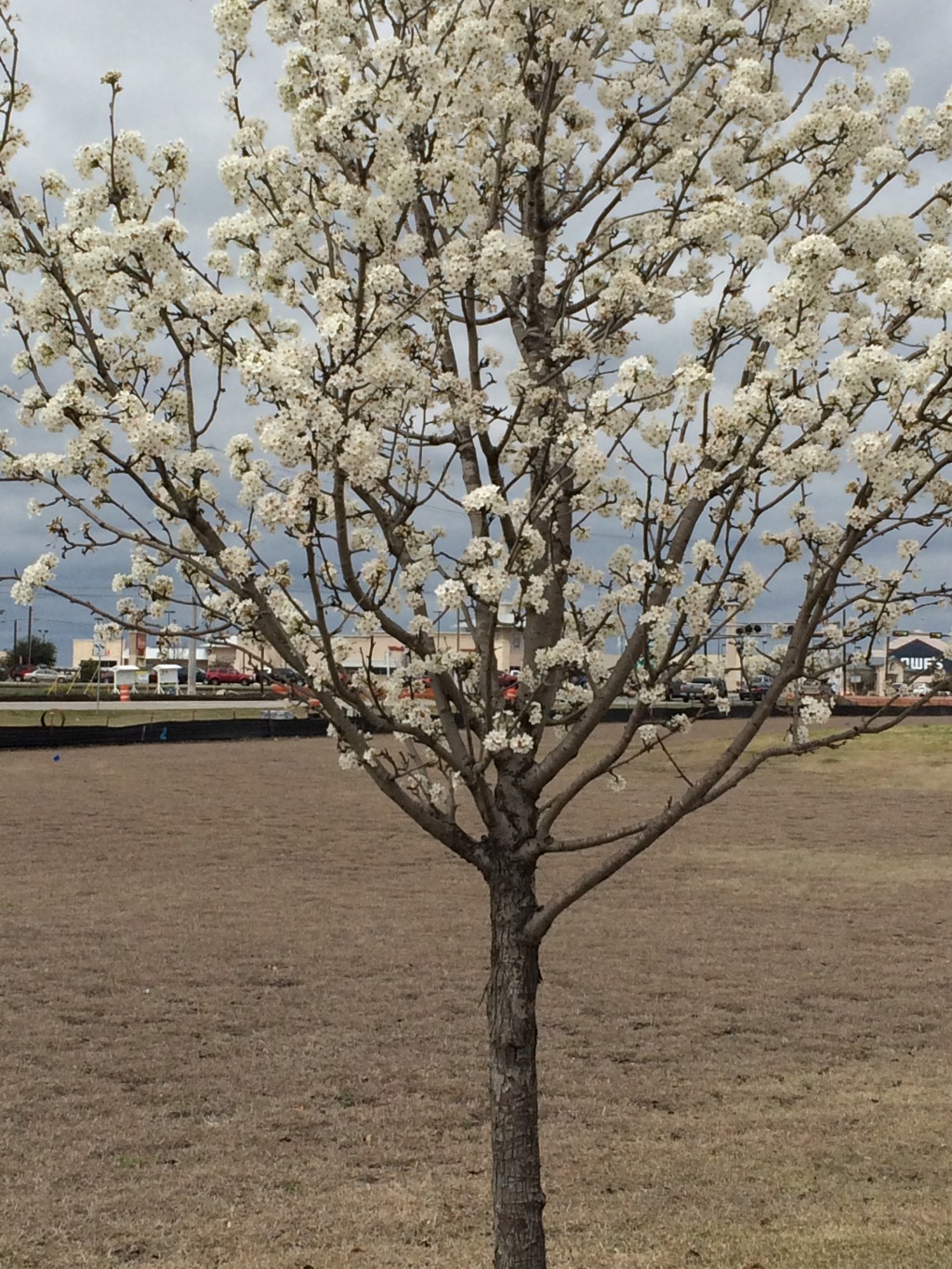 2015/03(March)/Misc/1024x768_2015-03-15-blooming.JPG