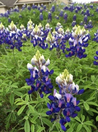 2015/04(April)/Easter/2015-04-05-Easter-001-Bluebonnets.JPG