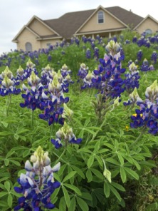 2015-04-05-Easter-002-Bluebonnets.JPG