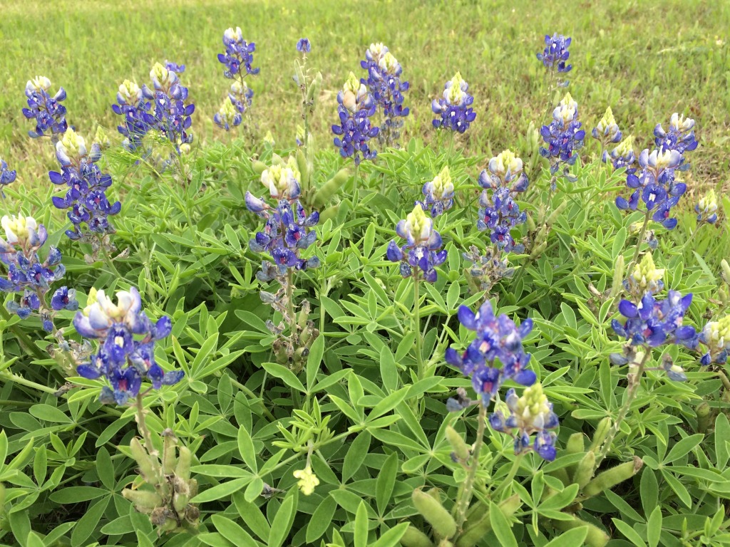 2015/04(April)/Misc/1024x768_2015-04-23-BlueBonnets-1.JPG