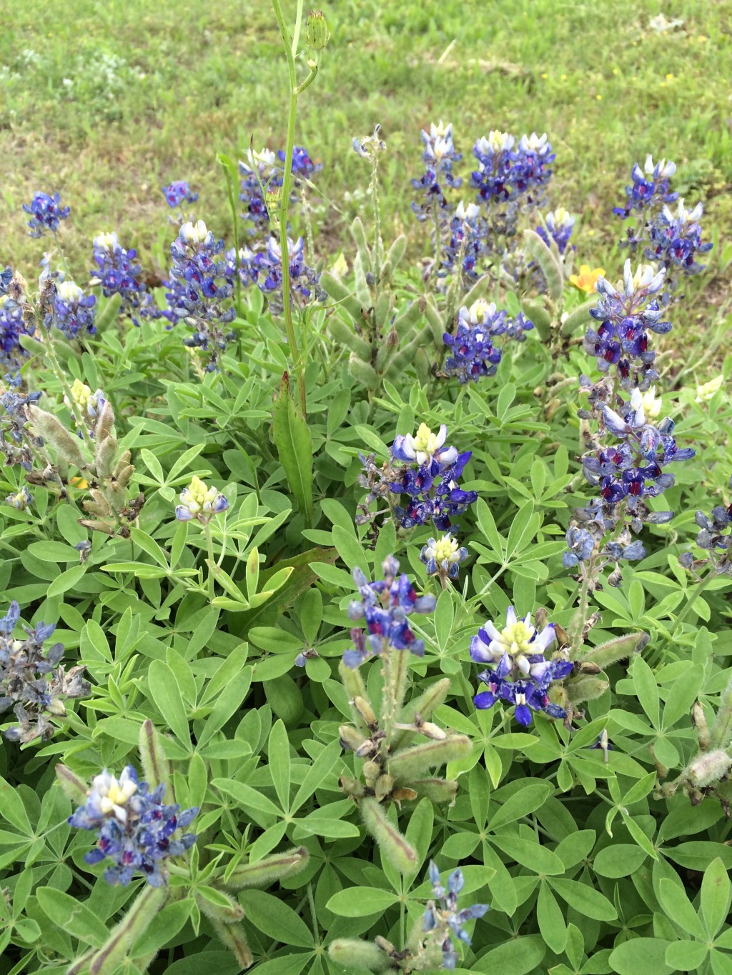 2015/04(April)/Misc/1024x768_2015-04-23-BlueBonnets-2.JPG