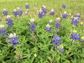 2015-04-23-BlueBonnets-1.JPG